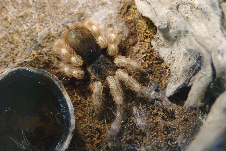 A picture of a spider
