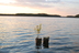 A picture of a tree growing from a trunk in the middle of a lake